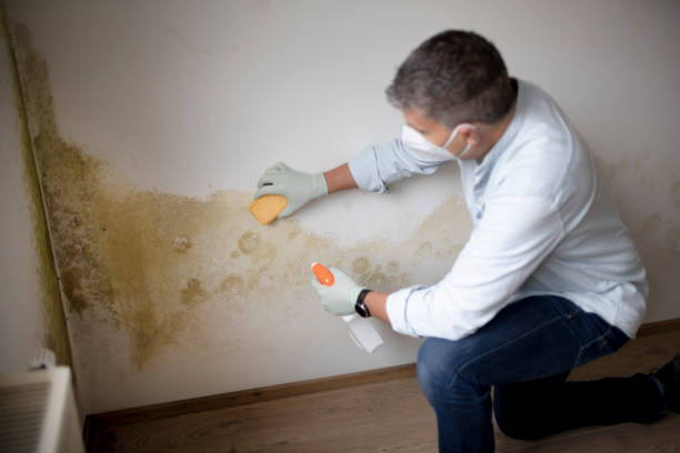 Best Residential Mold Inspection & Testing  in Luck, WI